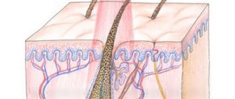 Эпиляция лазером: диодный и александритовый лазер – зависит ли результат от типа аппарата