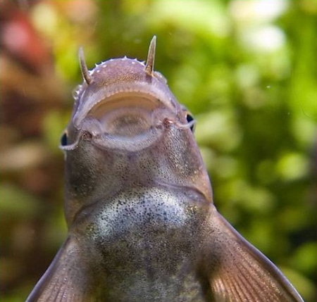 Рыбка гарра руфа Рыбка гарра руфа