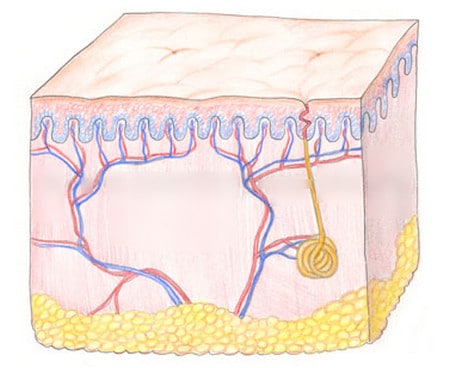 волосы перестают расти после эпиляции