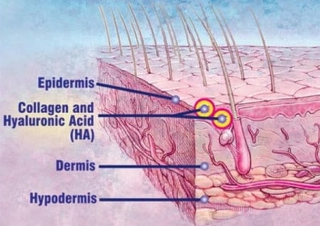 строение кожи