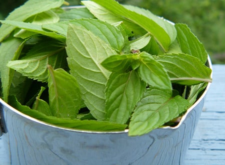 для ментолового крема собственные капли из листьев мяты