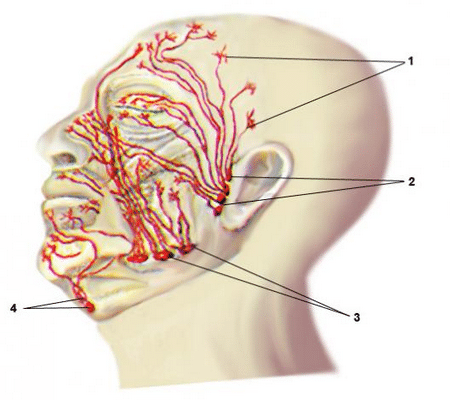 Лимфатическая система лица система лица