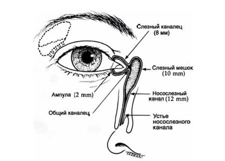 Строение слезного канала