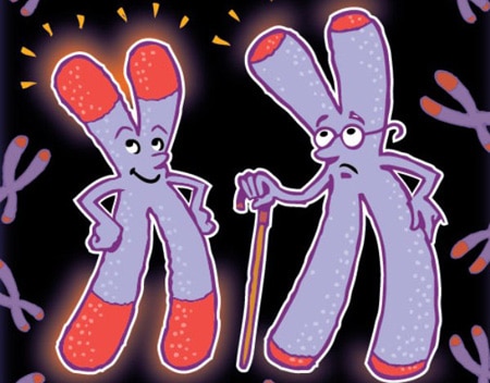 Теломеры ДНК