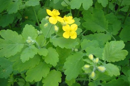 Эффективность препаратов на основе чистотела Эффективность препаратов на основе чистотела