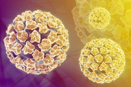 Вирус папилломы человека Вирус папилломы человека