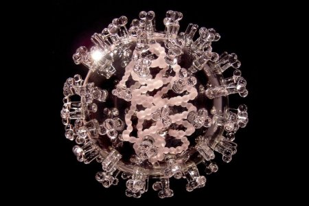 Вирус папилломы человека Вирус папилломы человека