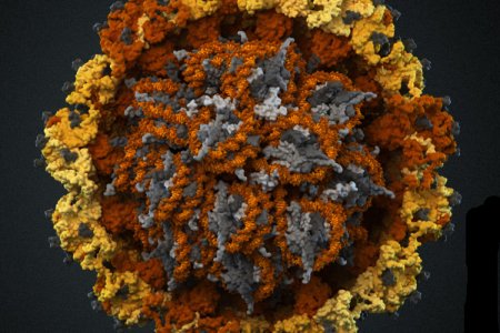 Вирус папилломы человека Вирус папилломы человека