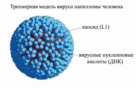 Трехмерная модель ВПЧ Трехмерная модель ВПЧ