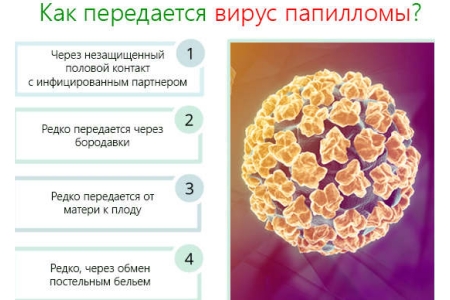 Пути передачи ВПЧ Пути передачи ВПЧ