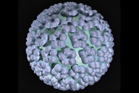 Появление папиллом при заражении ВПЧ Появление папиллом при заражении ВПЧ