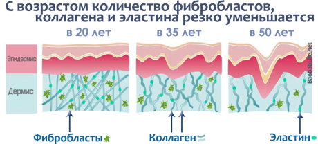 Фибробласты - основной строительный материал нашей кожи
