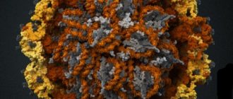 Вирус папилломы у человека: симптомы и способы лечения