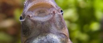 Пилинг рыбками и особенности его проведения в СПА-салонах